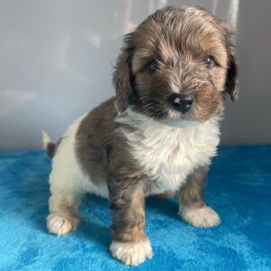 Bernedoodle Puppy Zeke