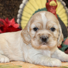 Cocker Spaniel Puppy Penelope