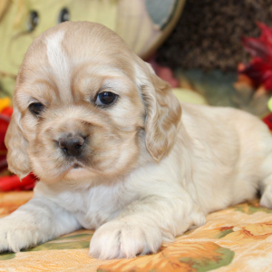 Cocker Spaniel Puppy Penelope