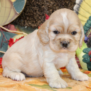 Cocker Spaniel Puppy Penelope