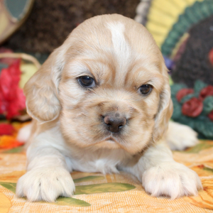Cocker Spaniel Puppy Penelope