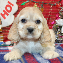 Cocker Spaniel Puppy Penelope
