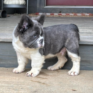 French Bulldog Puppy Fluffy Javen