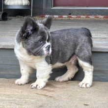 French Bulldog Puppy Fluffy Javen