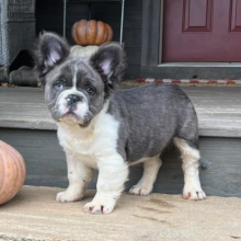 French Bulldog Puppy Fluffy Javen