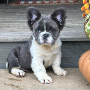 French Bulldog Puppy Fluffy Javen