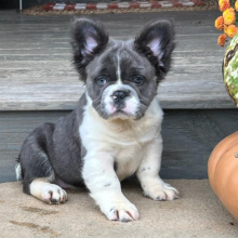 French Bulldog Puppy Fluffy Javen