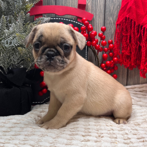 Frenchie Pug Puppy Sam