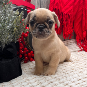 Frenchie Pug Puppy Sam