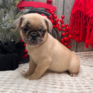 Frenchie Pug Puppy Sam