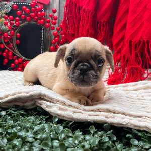 Frenchie Pug Puppy Sam