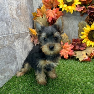 Yorkshire Terrier Puppy Velma
