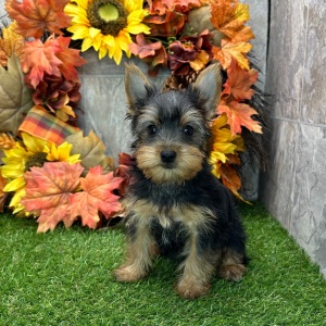 Yorkshire Terrier Puppy Velma