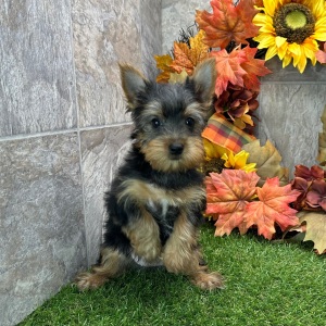 Yorkshire Terrier Puppy Velma
