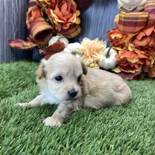 Maltipoo Puppy Trish