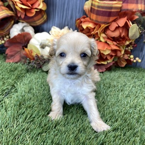 Maltipoo Puppy Trish
