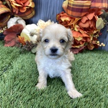 Maltipoo Puppy Trish