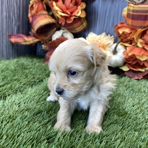 Maltipoo Puppy Trish