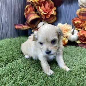 Maltipoo Puppy Trish