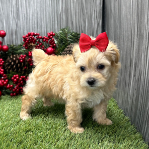 Maltipoo Puppy Trish