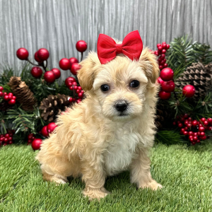 Maltipoo Puppy Trish