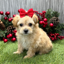 Maltipoo Puppy Trish