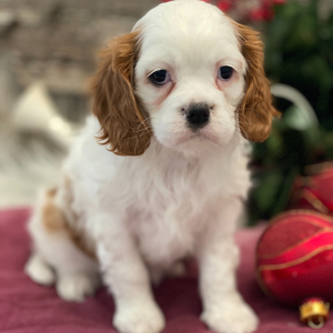 Cavalier King Charles Spaniel Puppy Savvy