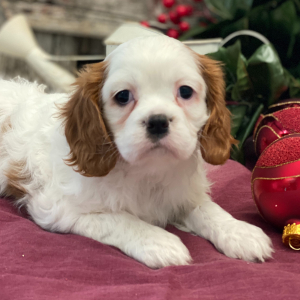 Cavalier King Charles Spaniel Puppy Savvy