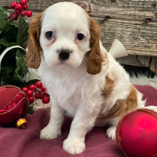 Cavalier King Charles Spaniel Puppy Savvy