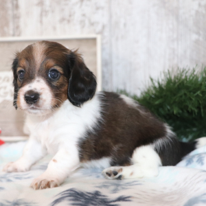 Dachshund Puppy Sadie