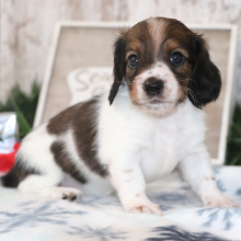 Dachshund Puppy Sadie
