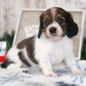 Dachshund Puppy Sadie