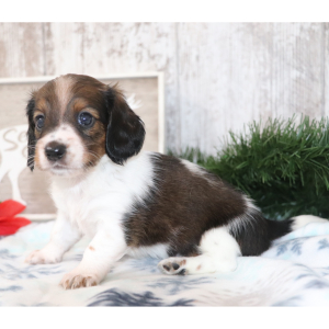 Dachshund Puppy Sadie