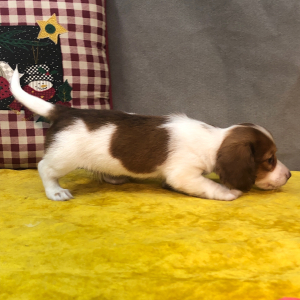 Dachshund Puppy Daily
