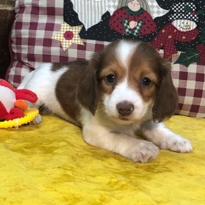 Dachshund Puppy Daily