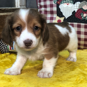 Dachshund Puppy Daily