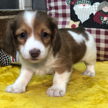 Dachshund Puppy Daily