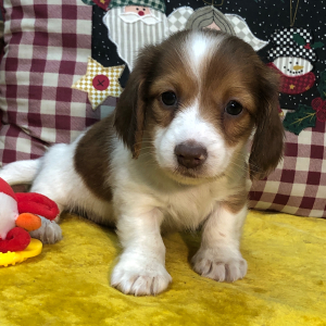 Dachshund Puppy Daily