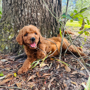 Goldendoodle Puppy Johnson