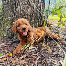 Goldendoodle Puppy Johnson