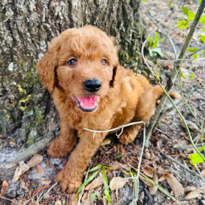 Goldendoodle Puppy Johnson