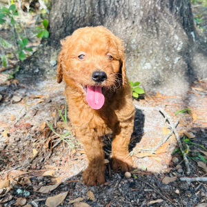 Goldendoodle Puppy Johnson