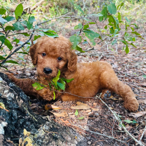 Goldendoodle Puppy Johnson