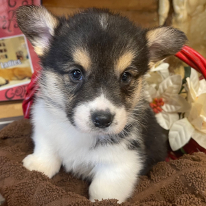 Pembroke Welsh Corgi Puppy Randy