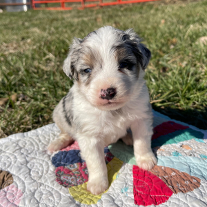 Australian Shepherd Puppy Willy