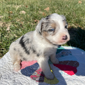 Australian Shepherd Puppy Willy