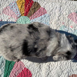 Australian Shepherd Puppy Willy