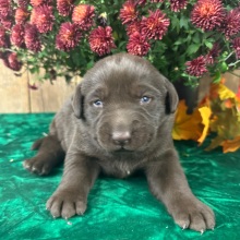 Labrador Retriever Puppy Charley