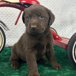 Labrador Retriever Puppy Charley