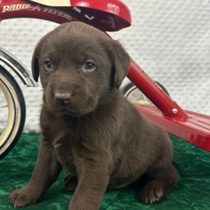Labrador Retriever Puppy Charley